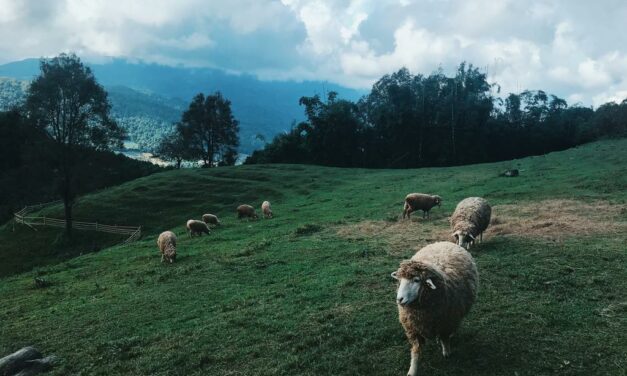 The Gentle Shepherd