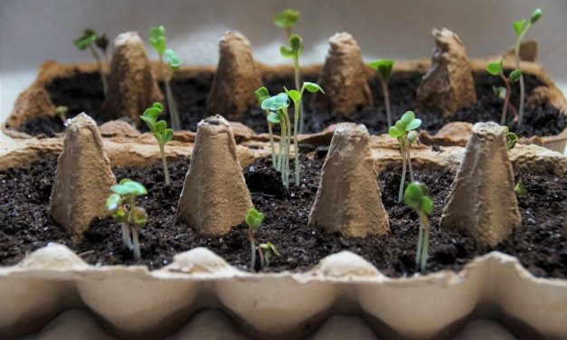 what to plant