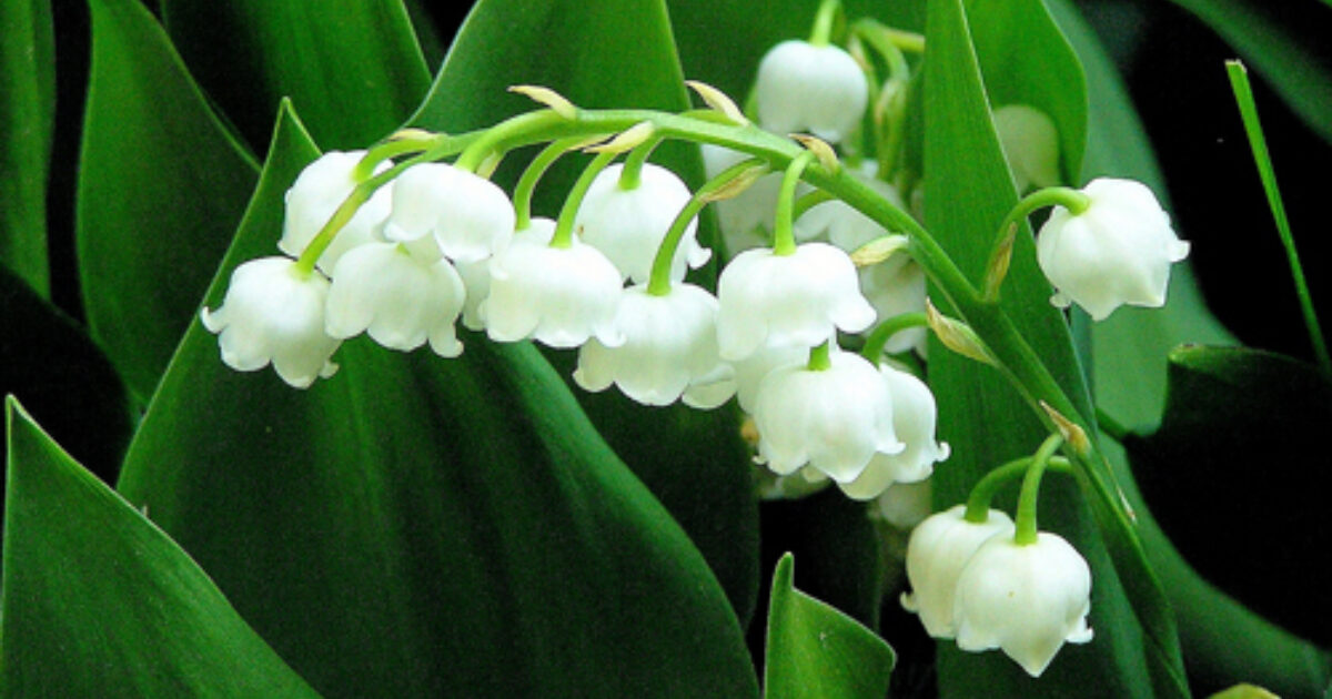 <strong>Choose Joy</strong>